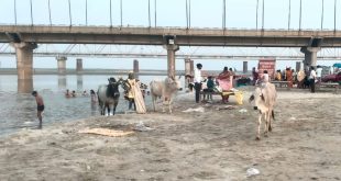 डीएम साहब कछला घाट पर आवारा गोवंश से खतरा- प्रसाद चढ़ाएं तो मारते हे सींग