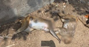 मथुरा: गोवर्धन परिक्रमा मार्ग के पास मिले बंदरों के शव, विदेशी नागरिक पर हत्या का आरोप